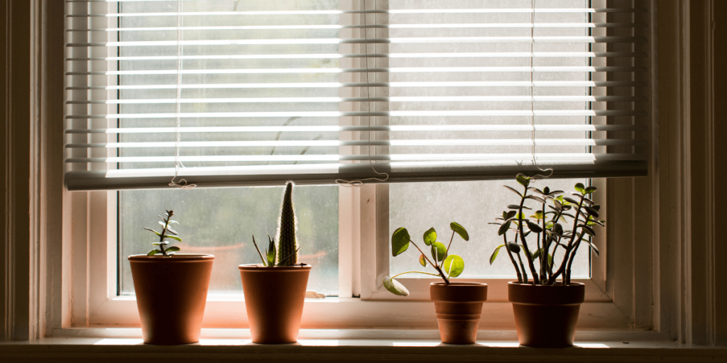 Four small potted plants sit on a windowsill, partially shaded by blinds. Soft light filters through, creating a serene and cozy atmosphere.